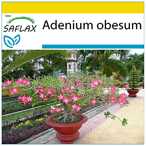 SAFLAX - Anzucht Set - Bonsai - Wüstenrose - 8 Samen - Mit Mini-Gewächshaus, Anzuchtsubstrat und 2 Töpfen - Adenium obesum von Saflax