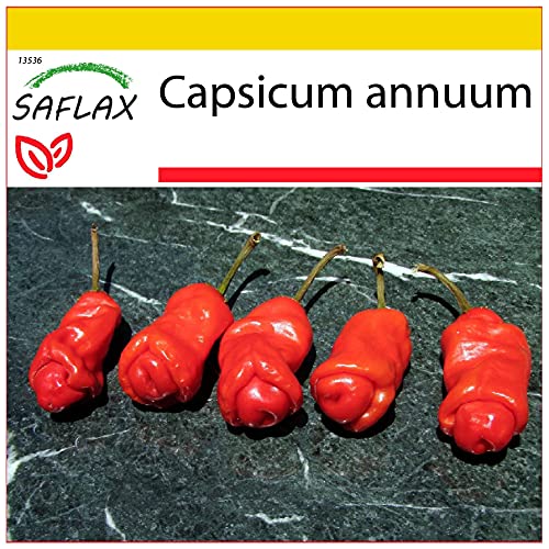 SAFLAX - Anzucht Set - Chili - Peter Peppers Penis Chili - 10 Samen - Mit Mini-Gewächshaus, Anzuchtsubstrat und 2 Töpfen - Capsicum annuum von Saflax