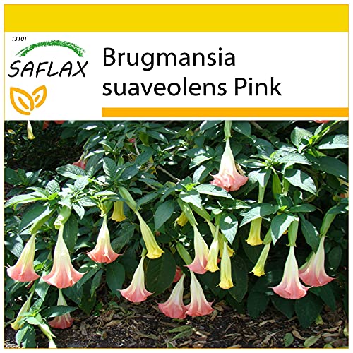 SAFLAX - Anzucht Set - Engelstrompete/Pink - 10 Samen - Mit Mini-Gewächshaus, Anzuchtsubstrat und 2 Töpfen - Brugmansia suaveolens Pink von Saflax