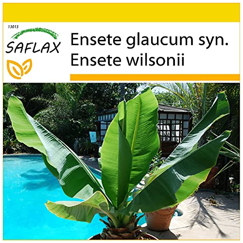 SAFLAX - Anzucht Set - Große Schneebanane - 10 Samen - Mit Mini-Gewächshaus, Anzuchtsubstrat und 2 Töpfen - Ensete glaucum von Saflax
