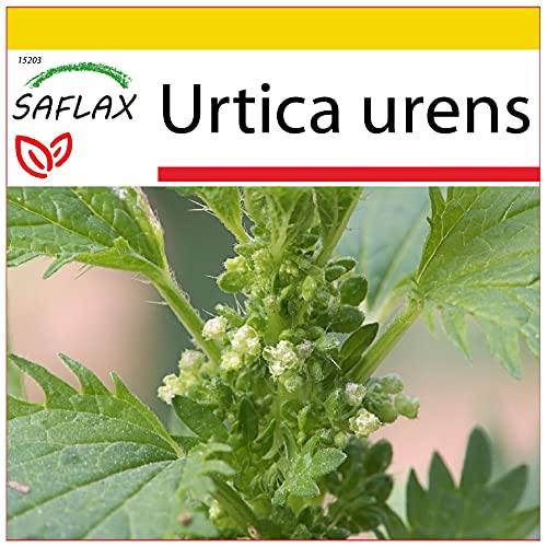 SAFLAX - Anzucht Set - Heilpflanzen - Brennessel - 150 Samen - Mit Mini-Gewächshaus, Anzuchtsubstrat und 2 Töpfen - Urtica urens von Saflax