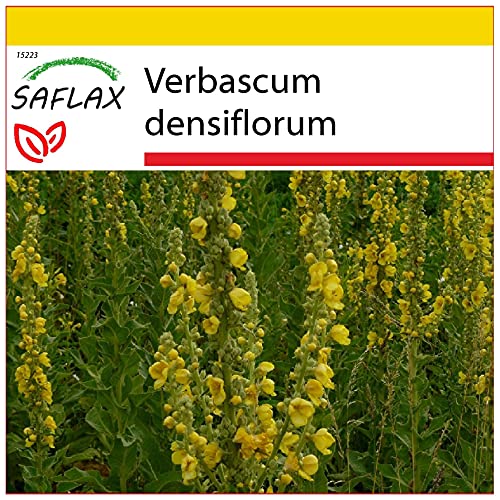 SAFLAX - Anzucht Set - Heilpflanzen - Großblumige Königskerze - 500 Samen - Mit Mini-Gewächshaus, Anzuchtsubstrat und 2 Töpfen - Verbascum densiflorum von Saflax