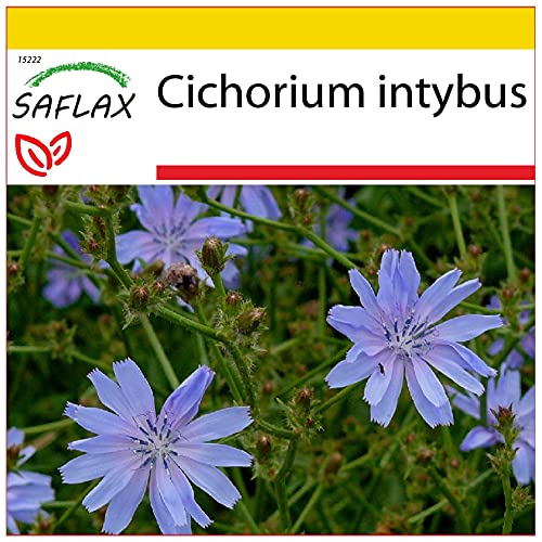 SAFLAX - Anzucht Set - Heilpflanzen - Wegwarte - 250 Samen - Mit Mini-Gewächshaus, Anzuchtsubstrat und 2 Töpfen - Cichorium intybus von Saflax