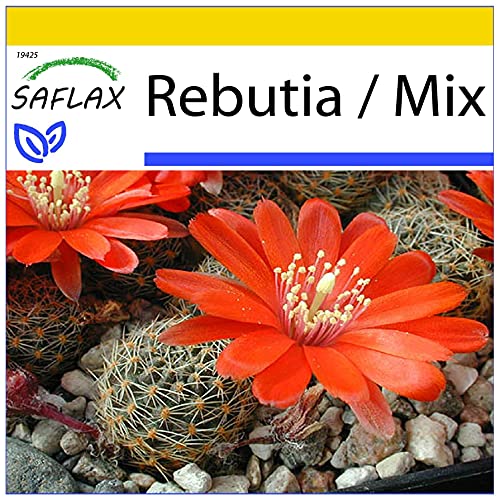 SAFLAX - Anzucht Set - Kakteen - Argentinischer Zwergkaktus - 40 Samen - Mit Mini-Gewächshaus, Anzuchtsubstrat und 2 Töpfen - Rebutia Mix von Saflax