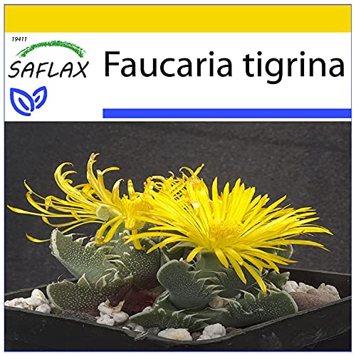 SAFLAX - Anzucht Set - Kakteen - Echter Tigerrachen - 40 Samen - Mit Mini-Gewächshaus, Anzuchtsubstrat und 2 Töpfen - Faucaria tigrina von Saflax