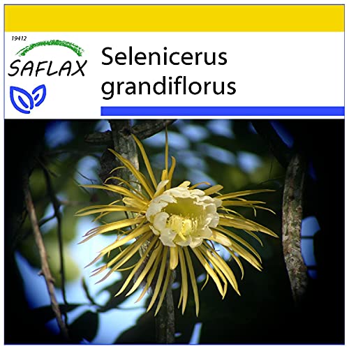 SAFLAX - Anzucht Set - Kakteen - Königin der Nacht - 40 Samen - Mit Mini-Gewächshaus, Anzuchtsubstrat und 2 Töpfen - Selenicerus grandiflorus von Saflax