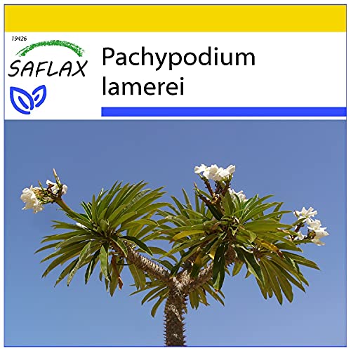 SAFLAX - Anzucht Set - Kakteen - Madagascar - Palme - 10 Samen - Mit Mini-Gewächshaus, Anzuchtsubstrat und 2 Töpfen - Pachypodium lamerei von Saflax