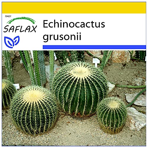 SAFLAX - Anzucht Set - Kakteen - Schwiegermutterstuhl - 40 Samen - Mit Mini-Gewächshaus, Anzuchtsubstrat und 2 Töpfen - Echinocactus grusonii von Saflax