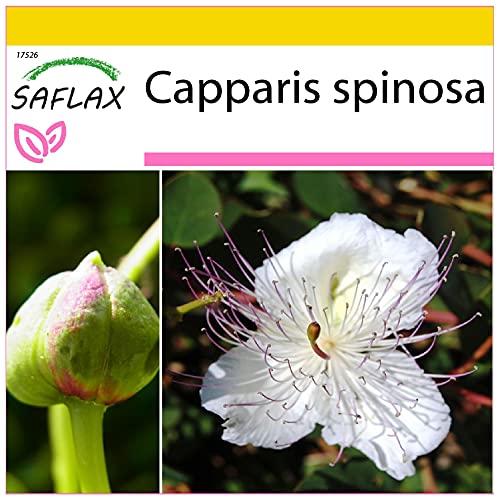 SAFLAX - Anzucht Set - Kräuter - Echter Kapernstrauch - 25 Samen - Mit Mini-Gewächshaus, Anzuchtsubstrat und 2 Töpfen - Capparis spinosa von Saflax