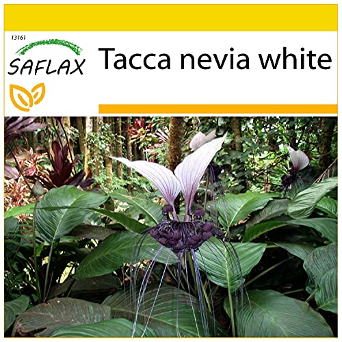SAFLAX - Anzucht Set - Nepalesische Riesen - Fledermausblume - 10 Samen - Mit Mini-Gewächshaus, Anzuchtsubstrat und 2 Töpfen - Tacca nevia white von Saflax
