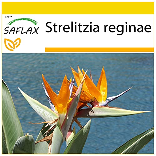 SAFLAX - Anzucht Set - Paradiesvogelblume (reginae) - 5 Samen - Mit Mini-Gewächshaus, Anzuchtsubstrat und 2 Töpfen - Strelitzia reginae von Saflax