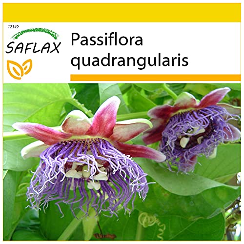 SAFLAX - Anzucht Set - Riesengranadilla/Königsgranadilla - 12 Samen - Mit Mini-Gewächshaus, Anzuchtsubstrat und 2 Töpfen - Passiflora quadrangularis von Saflax