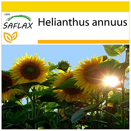 SAFLAX - Anzucht Set - Sonnenblumen Titan - 20 Samen - Mit Mini-Gewächshaus, Anzuchtsubstrat und 2 Töpfen - Helianthus annuus von Saflax