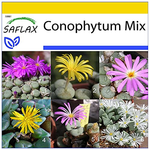 SAFLAX - Anzucht Set - Sukkulenten - Blühende Steine/Conophytum Mix - 40 Samen - Mit Mini-Gewächshaus, Anzuchtsubstrat und 2 Töpfen - Conophytum Mix von Saflax
