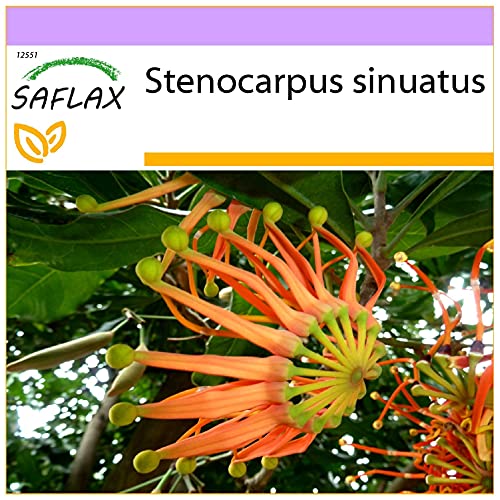 SAFLAX - Australischer Feuerradbaum - 20 Samen - Stenocarpus sinuatus von Saflax