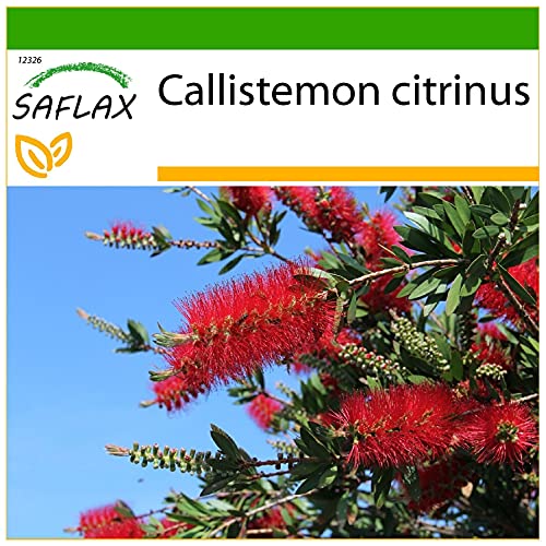 SAFLAX - Australischer Lampenputzer - 400 Samen - Mit keimfreiem Anzuchtsubstrat - Callistemon citrinus von Saflax