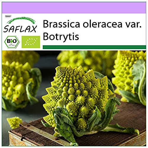 SAFLAX - BIO - Blumenkohl - Romanesco - 50 Samen - Brassica oleracea von Saflax