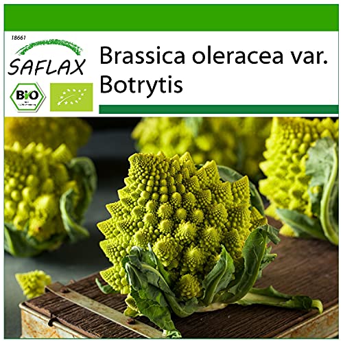 SAFLAX - BIO - Blumenkohl - Romanesco - 50 Samen - Mit keimfreiem Anzuchtsubstrat - Brassica oleracea von Saflax
