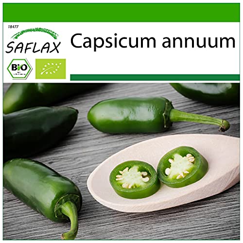 SAFLAX - BIO - Chili - Early Jalapeno - 20 Samen - Mit keimfreiem Anzuchtsubstrat - Capsicum annuum von Saflax