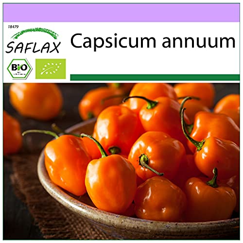 SAFLAX - BIO - Chili - Habanero Orange - 20 Samen - Capsicum annuum von Saflax