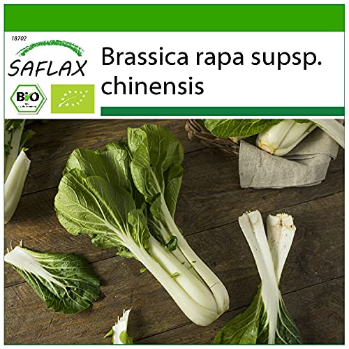 SAFLAX - BIO - Chinesischer Senfkohl - Pak Choi - 300 Samen - Brassica rapa von Saflax