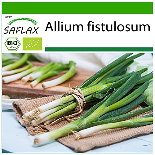 SAFLAX - BIO - Frühlingszwiebel - Japanische Ishikura - 150 Samen - Allium fistulosum von Saflax