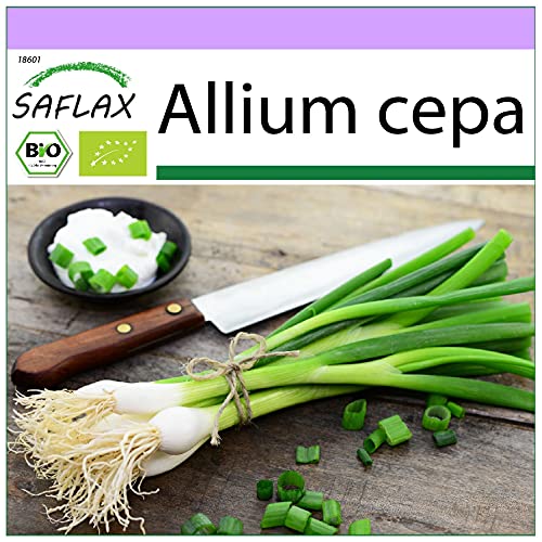 SAFLAX - BIO - Frühlingszwiebel - Weißer Lissabonner - 150 Samen - Allium cepa von Saflax