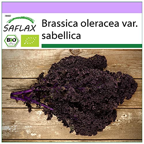 SAFLAX - BIO - Grünkohl - Roter Krauser - 50 Samen - Brassica oleracea von Saflax