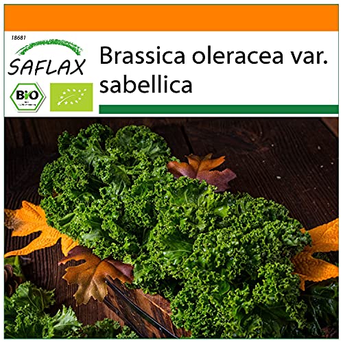 SAFLAX - BIO - Grünkohl - Westland Winter - 70 Samen - Brassica oleracea von Saflax