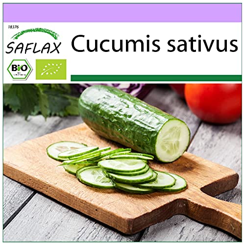 SAFLAX - BIO - Gurke - Marketmore - 20 Samen - Cucumis sativus von Saflax