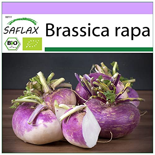 SAFLAX - BIO - Kohlrabi - Milan Purple - 600 Samen - Brassica rapa von Saflax