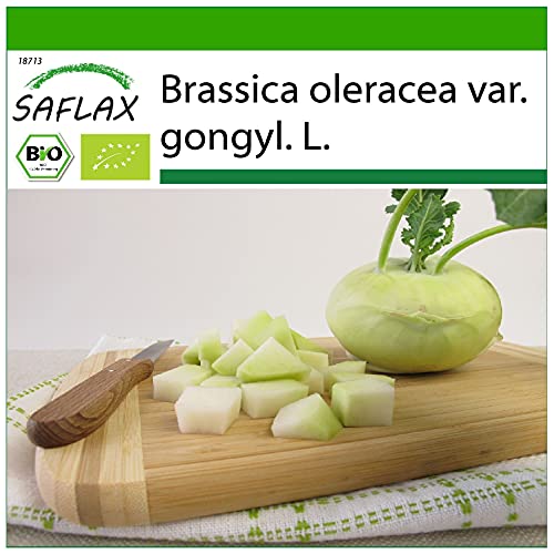 SAFLAX - BIO - Kohlrabi - Superschmelz - 20 Samen - Mit keimfreiem Anzuchtsubstrat - Brassica oleracea von Saflax
