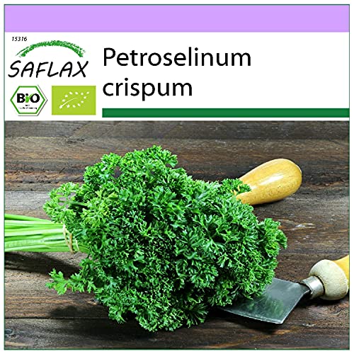 SAFLAX - BIO - Krause Petersilie - 800 Samen - Petroselinum crispum von Saflax