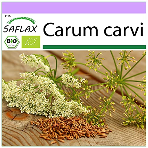 SAFLAX - BIO - Kümmel - 800 Samen - Carum carvi von Saflax