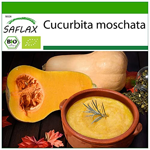 SAFLAX - BIO - Kürbis - Butternut - 6 Samen - Cucurbita moschata von Saflax