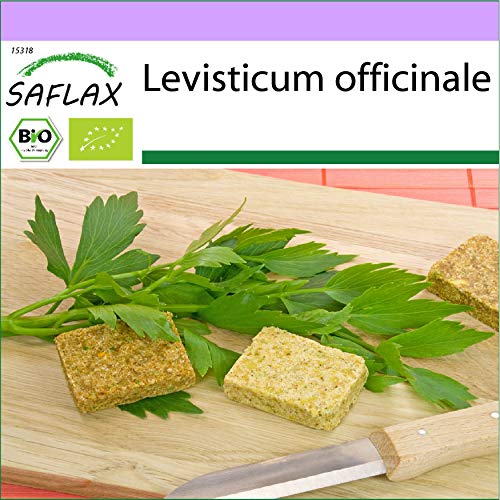 SAFLAX - BIO - Liebstöckel - 100 Samen - Levisticum officinale von Saflax