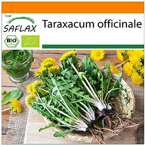 SAFLAX - BIO - Löwenzahn - 400 Samen - Taraxacum officinale von Saflax