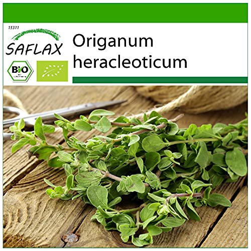 SAFLAX - BIO - Oregano - 1500 Samen - Mit keimfreiem Anzuchtsubstrat - Origanum heracleoticum von Saflax