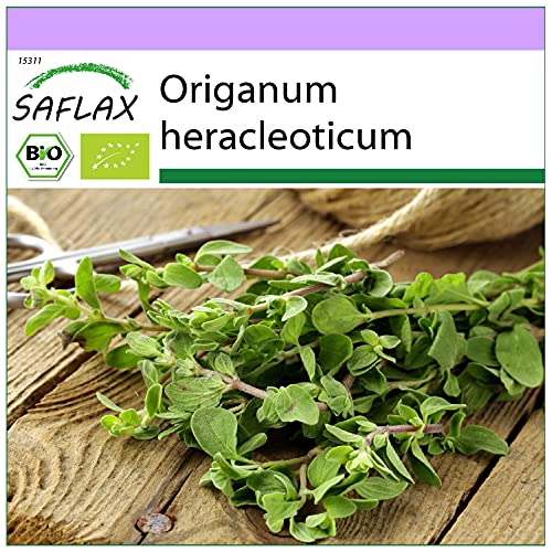 SAFLAX - BIO - Oregano - 1500 Samen - Origanum heracleoticum von Saflax