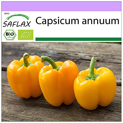 SAFLAX - BIO - Paprika - Golden California Wonder - 20 Samen - Capsicum annuum von Saflax