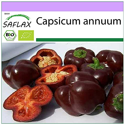 SAFLAX - BIO - Paprika - Sweet Chocolate - 10 Samen - Capsicum annuum von Saflax