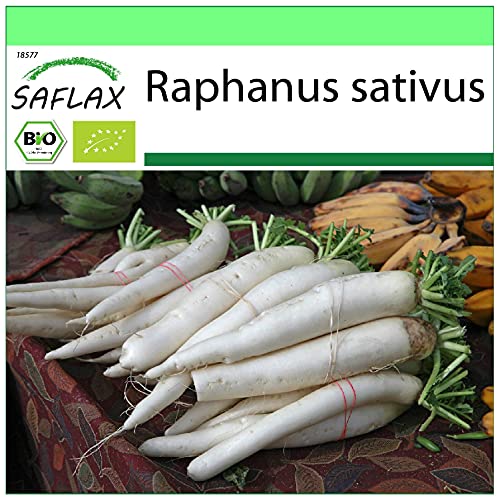 SAFLAX - BIO - Rettich - Japanischer Daikon - 100 Samen - Raphanus sativus von Saflax