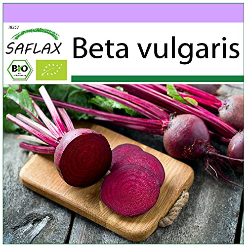 SAFLAX - BIO - Rote Beete - Detroit Globe - 100 Samen - Beta vulgaris von Saflax