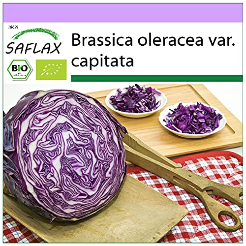 SAFLAX - BIO - Rotkohl - Red Drumhead - 250 Samen - Brassica oleracea von Saflax