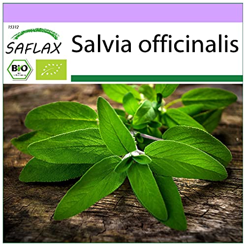 SAFLAX - BIO - Salbei - 60 Samen - Salvia officinalis von Saflax