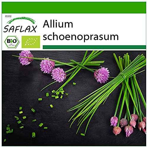 SAFLAX - BIO - Schnittlauch - 250 Samen - Mit keimfreiem Anzuchtsubstrat - Allium schoenoprasum von Saflax