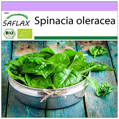 SAFLAX - BIO - Spinat - Winterriese - 250 Samen - Spinacia oleracea von Saflax