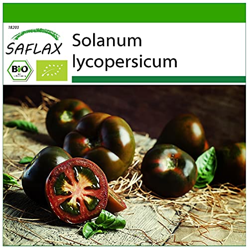 SAFLAX - BIO - Tomate - Black Cherry - 10 Samen - Solanum lycopersicum von Saflax