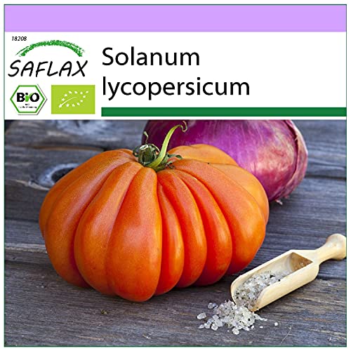 SAFLAX - BIO - Tomate - Ochsenherz - 10 Samen - Solanum lycopersicum von Saflax