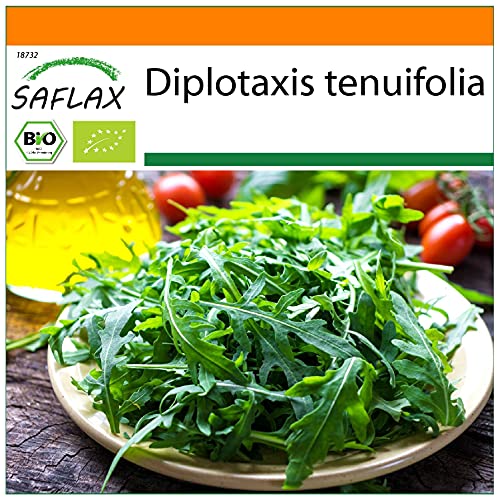 SAFLAX - BIO - Wilder Ruccola - 1500 Samen - Diplotaxis tenuifolia von Saflax